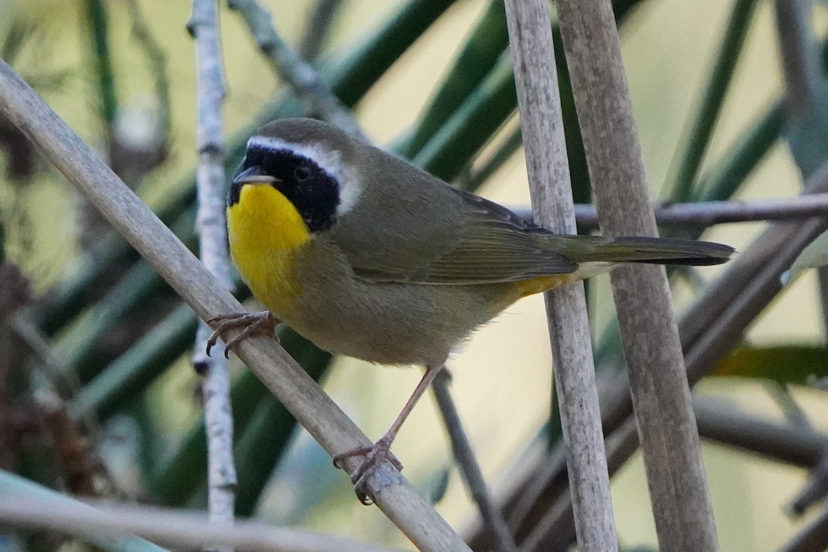 Common Yellowthroat - ML646489312