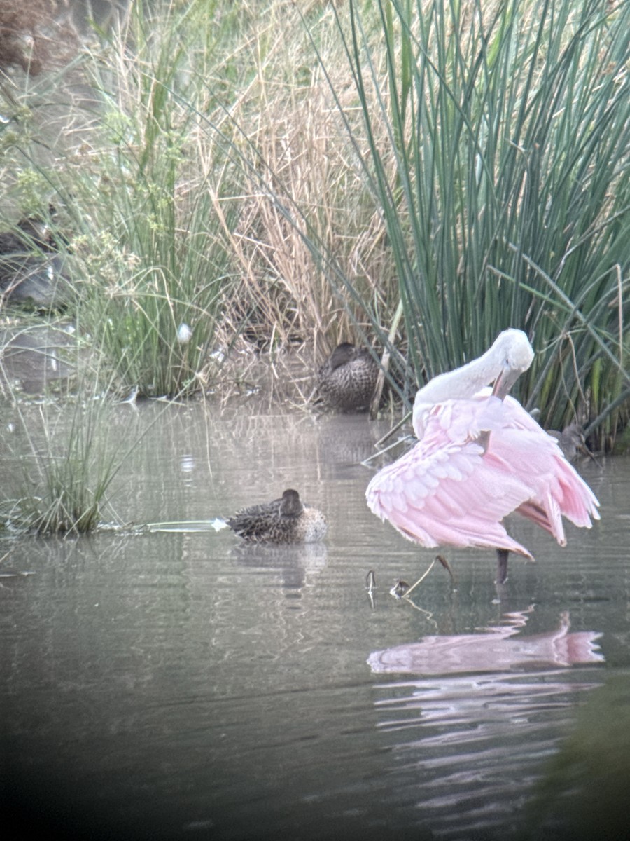 Pembe Kaşıkçı - ML646489313