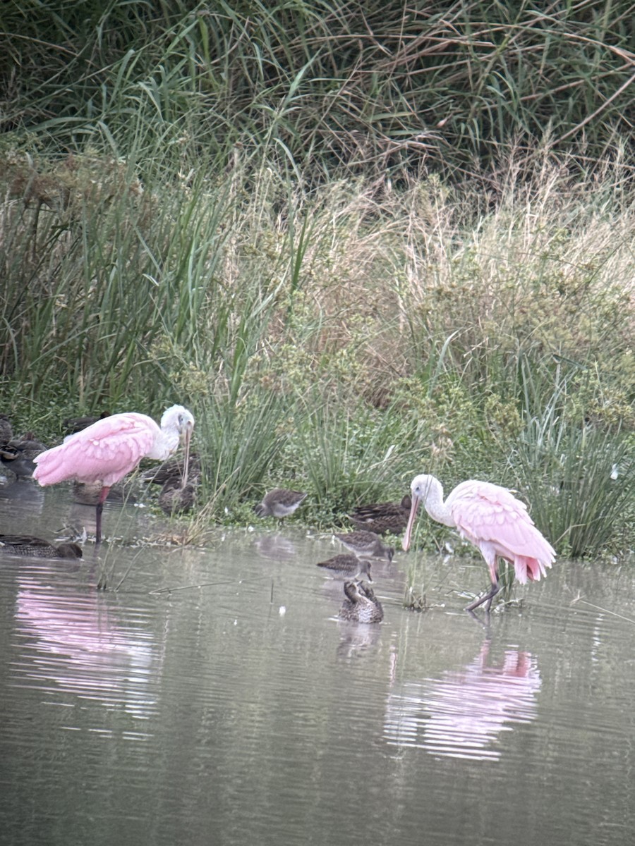 Pembe Kaşıkçı - ML646489314