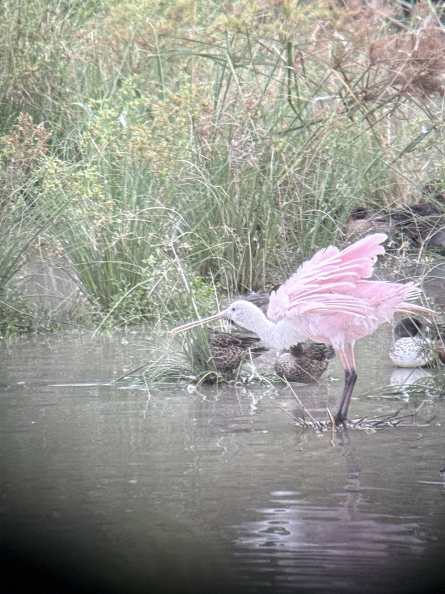 Pembe Kaşıkçı - ML646489315