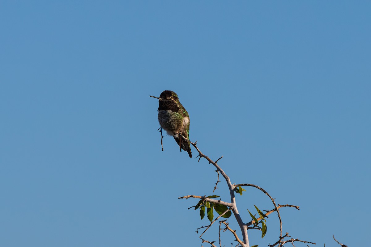 Anna's Hummingbird - ML646489318
