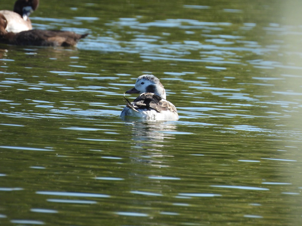 長尾鴨 - ML646489325