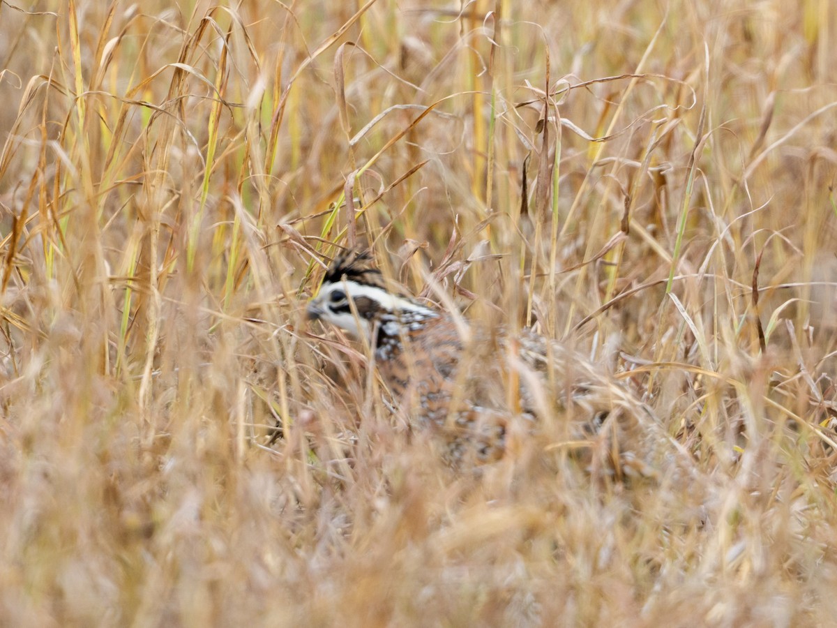 Northern Bobwhite - ML646489327