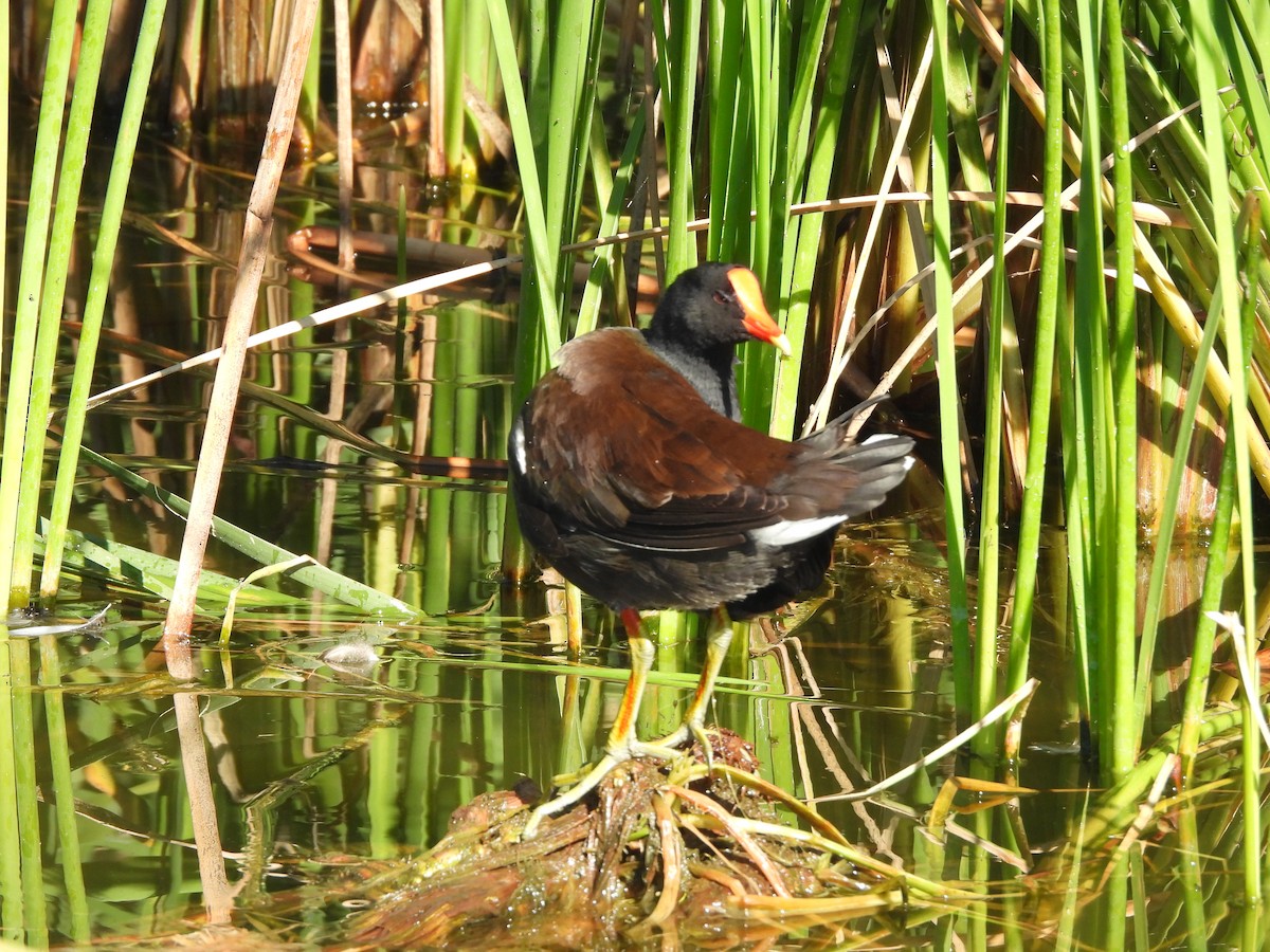 Американская камышница - ML646489329