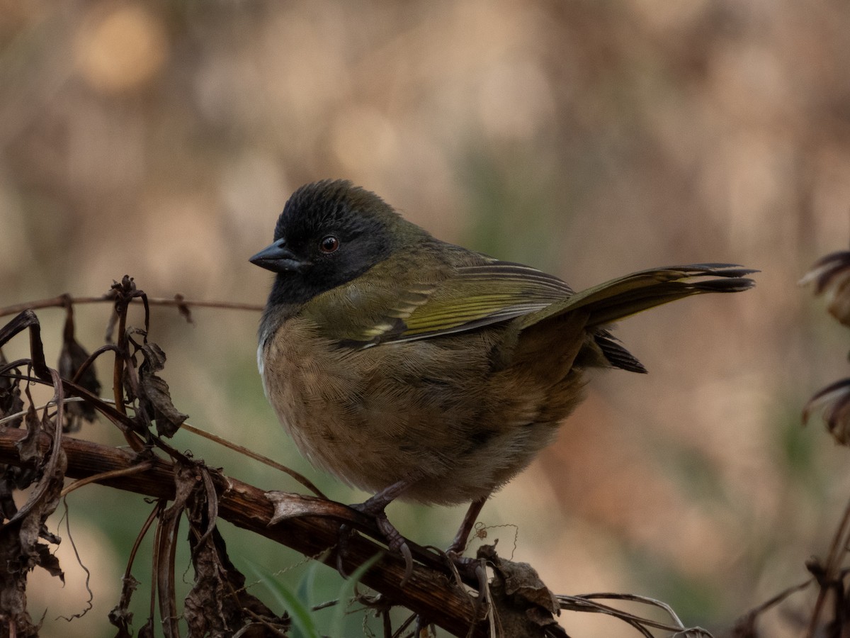 Spotted Towhee (Olive-backed) - ML646489330