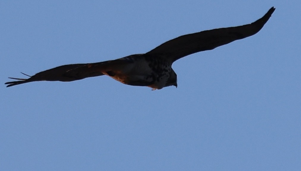 Red-tailed Hawk - ML646489336