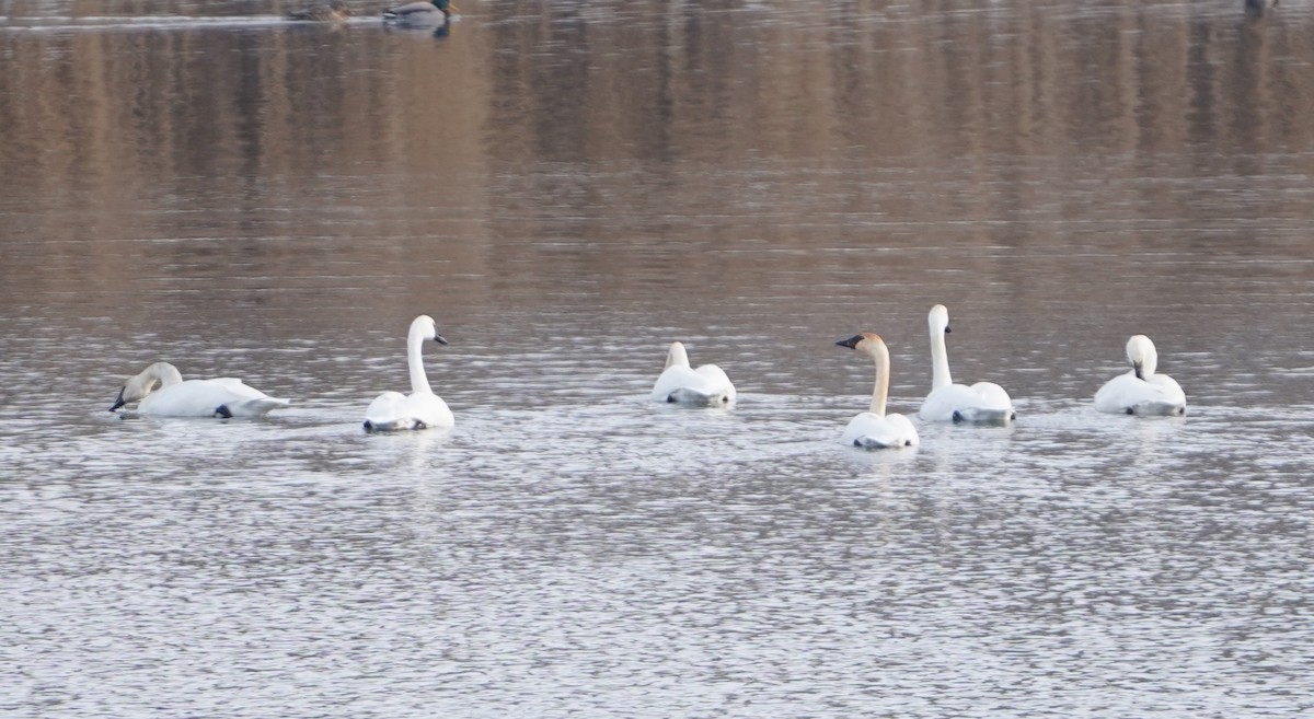Trumpeter Swan - ML646489337