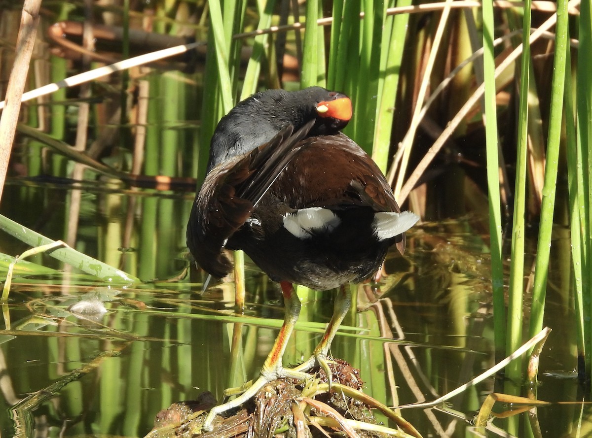 Американская камышница - ML646489338