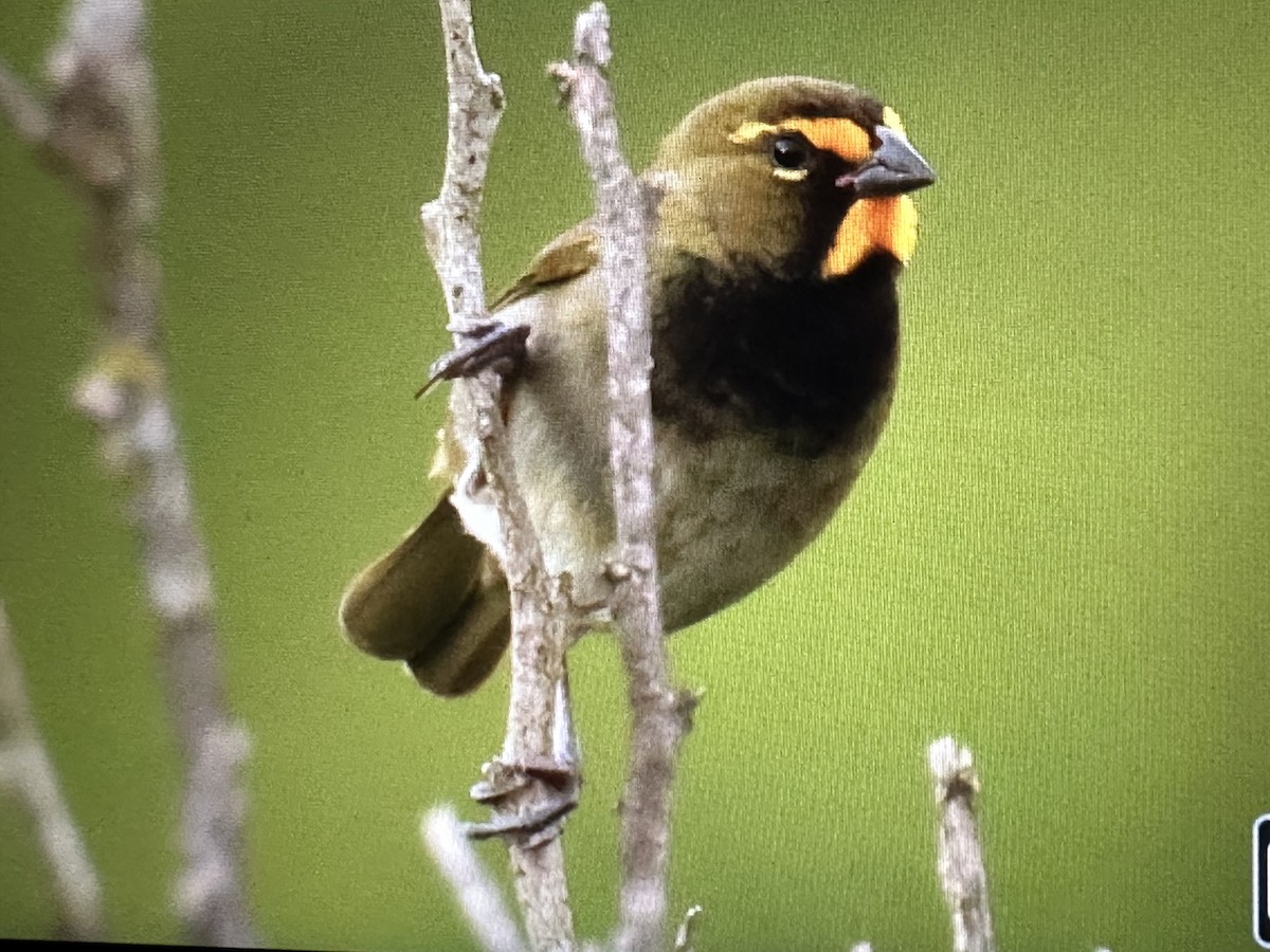 Yellow-faced Grassquit - ML646489339