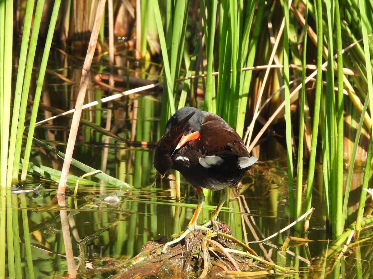 Американская камышница - ML646489340