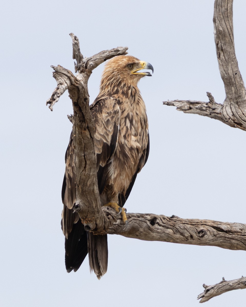Tawny Eagle - ML646489341