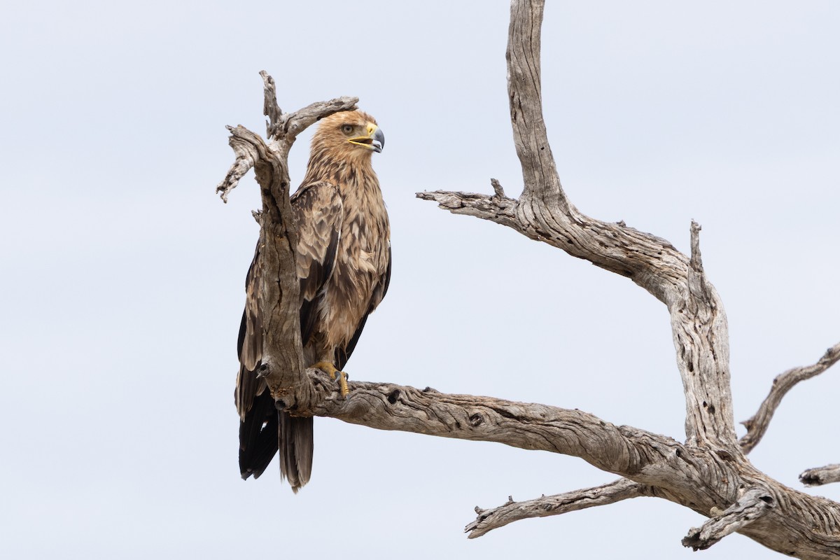 Tawny Eagle - ML646489342