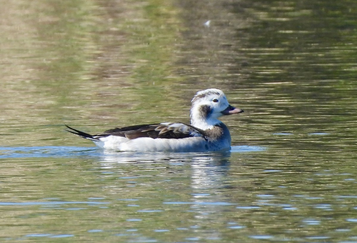 長尾鴨 - ML646489344