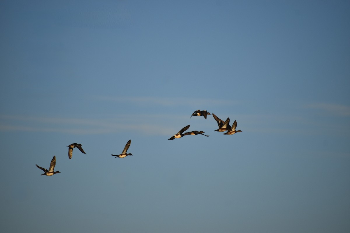 American Wigeon - ML646489345