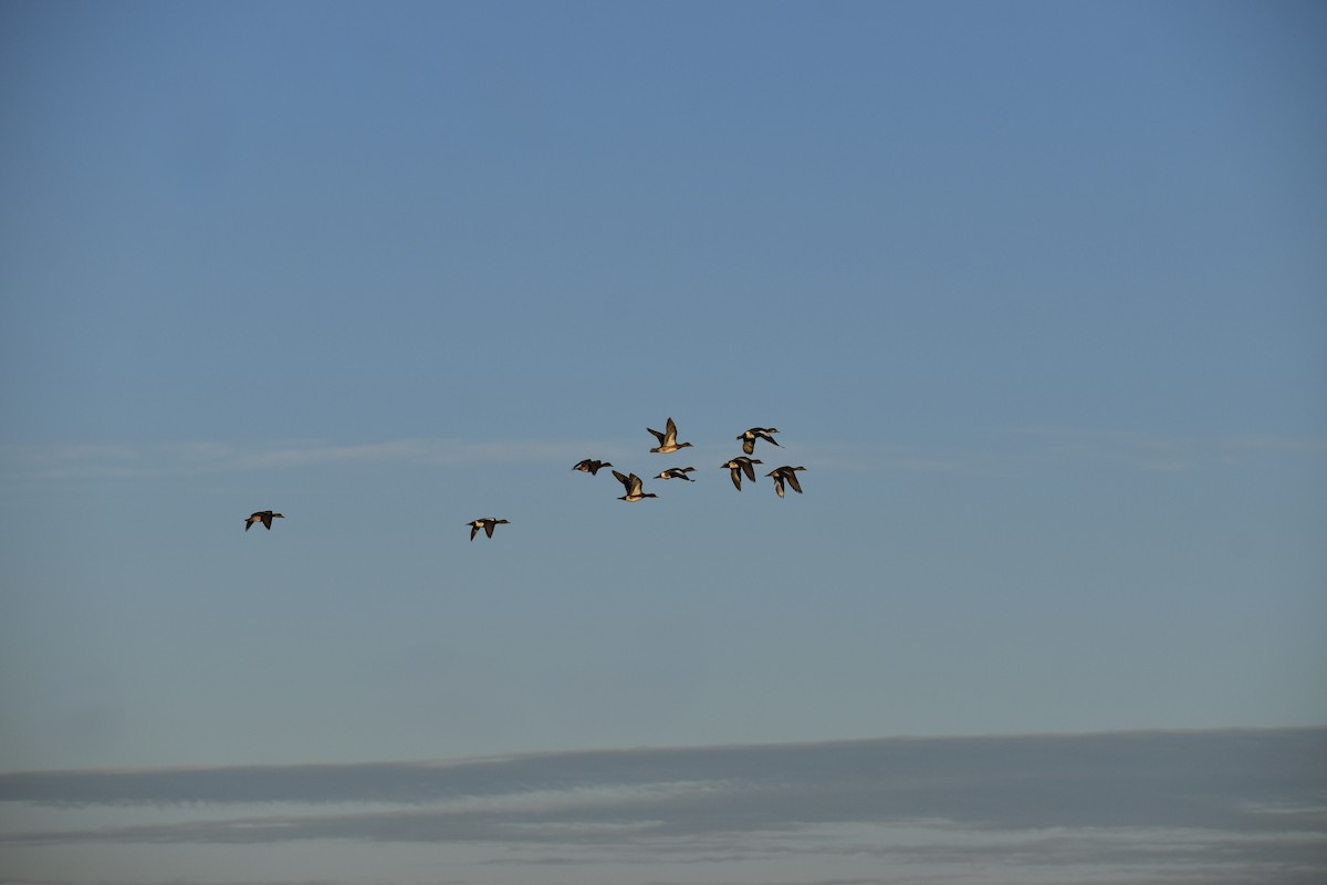 American Wigeon - ML646489346