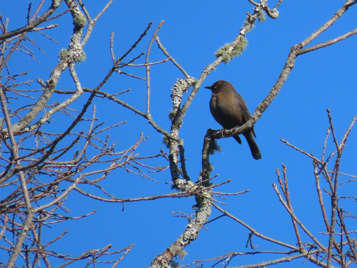 Rusty Blackbird - ML646489348