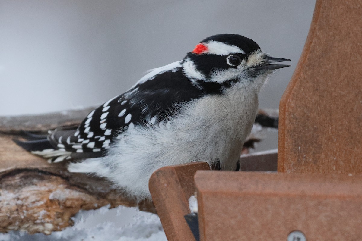 dunspett - ML646489349