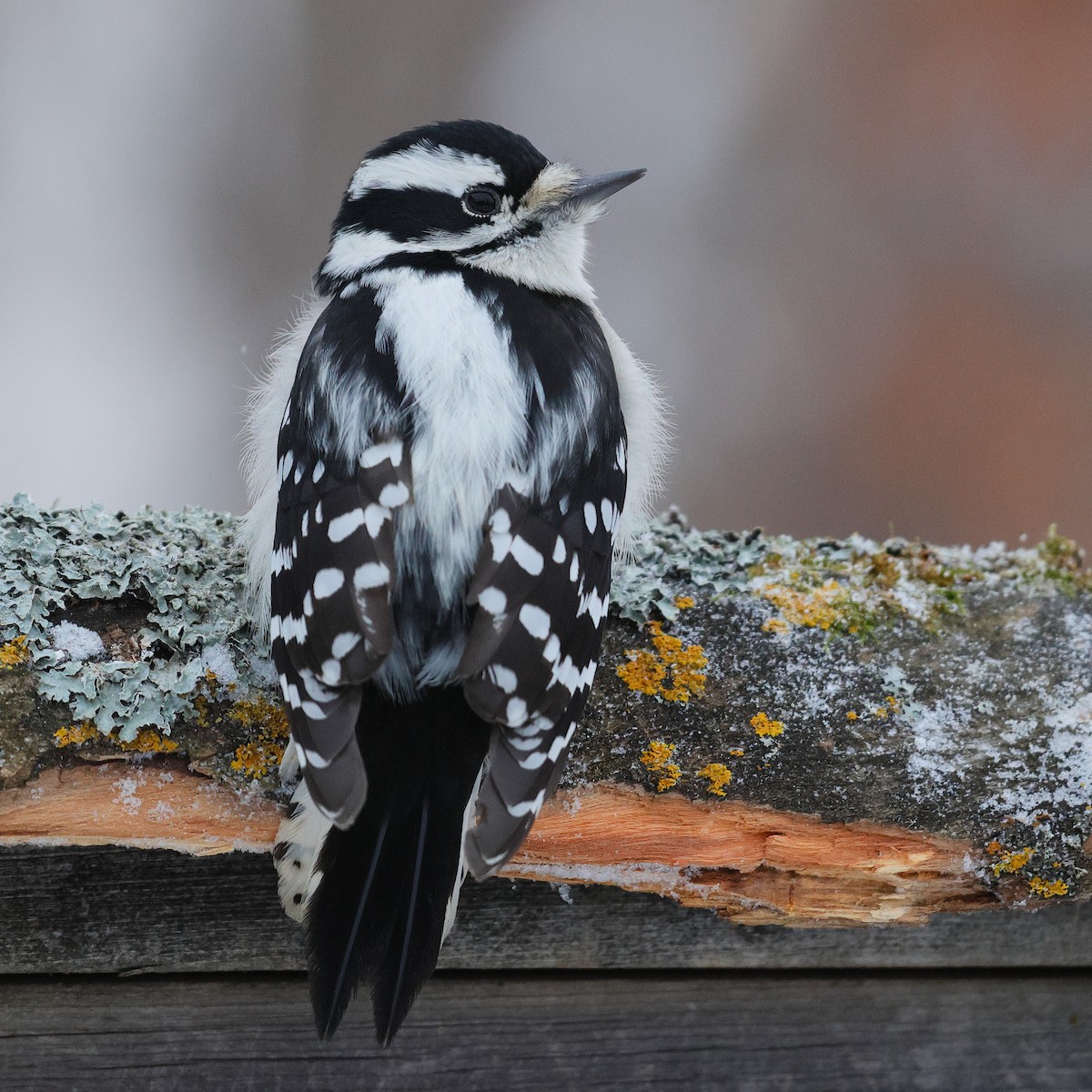 dunspett - ML646489350