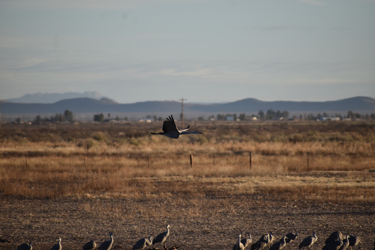 Sandhill Crane - ML646489364