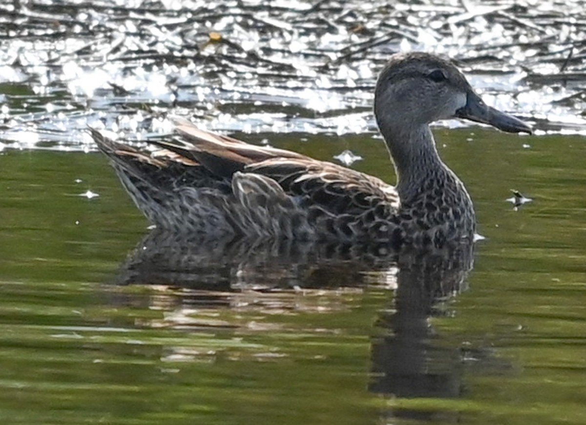 Blue-winged Teal - ML646489365