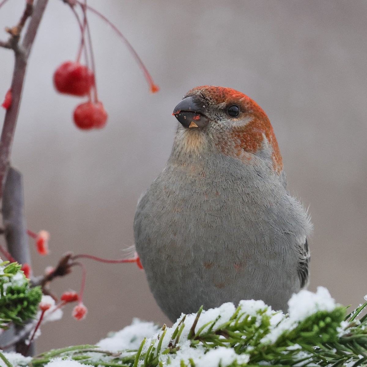 Смеречник тайговий - ML646489372