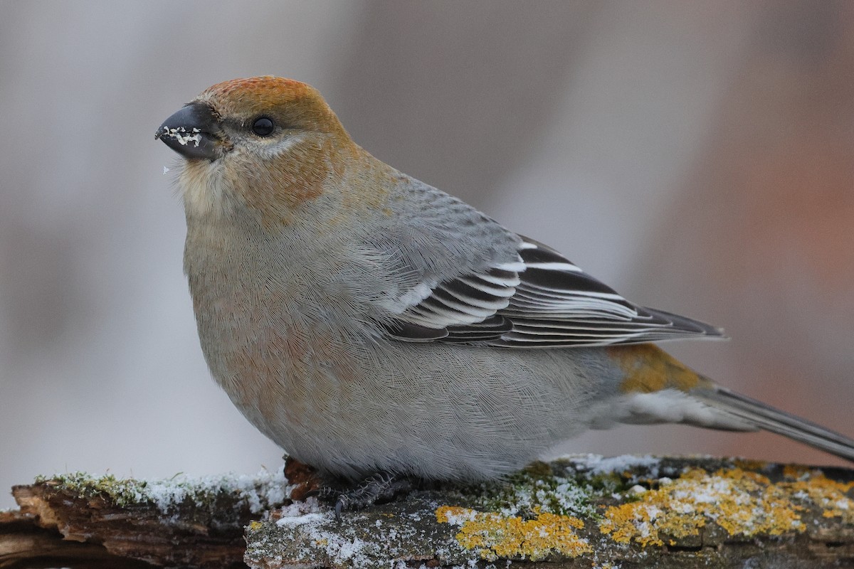 Смеречник тайговий - ML646489373