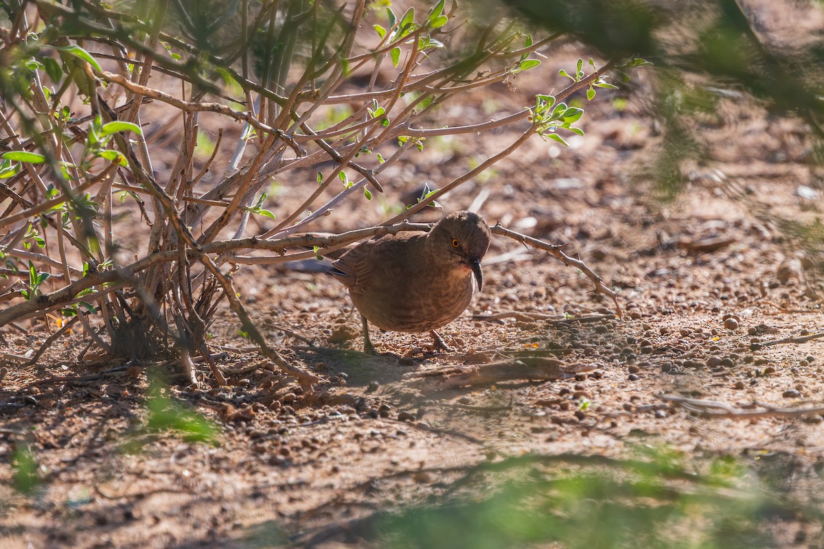 Curve-billed Thrasher - ML646489383