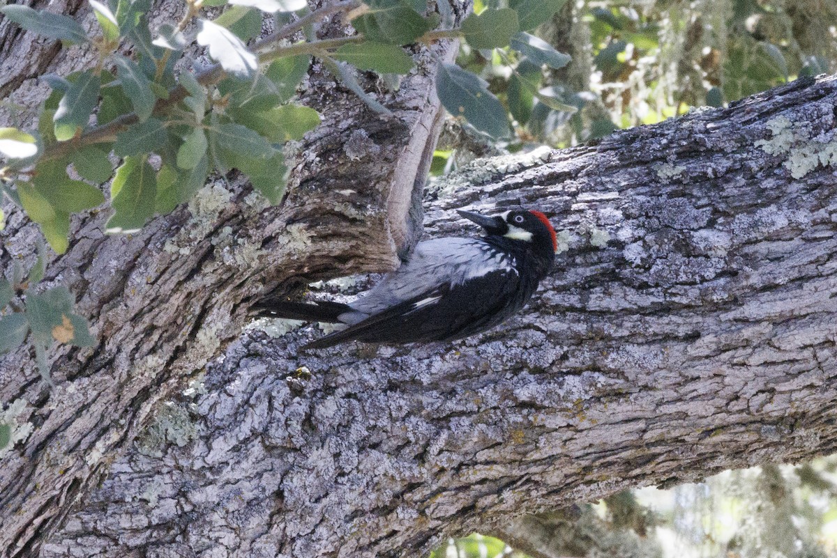 Acorn Woodpecker - ML646489389