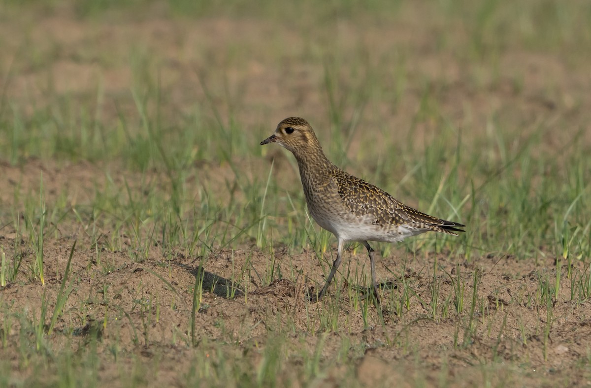 Сивка звичайна - ML646489390