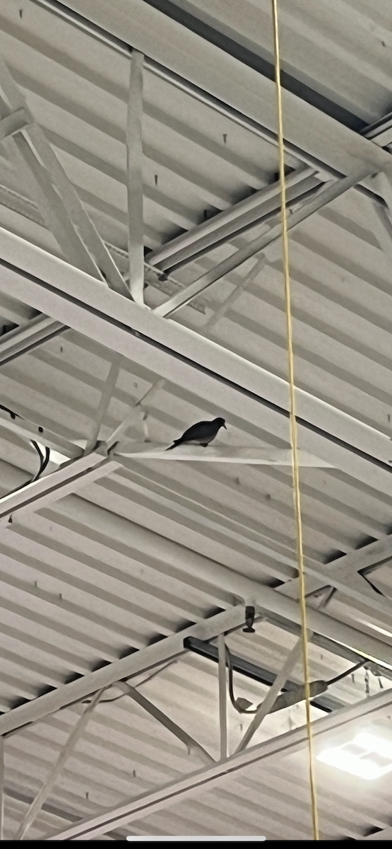 Tourterelle triste - ML646489402