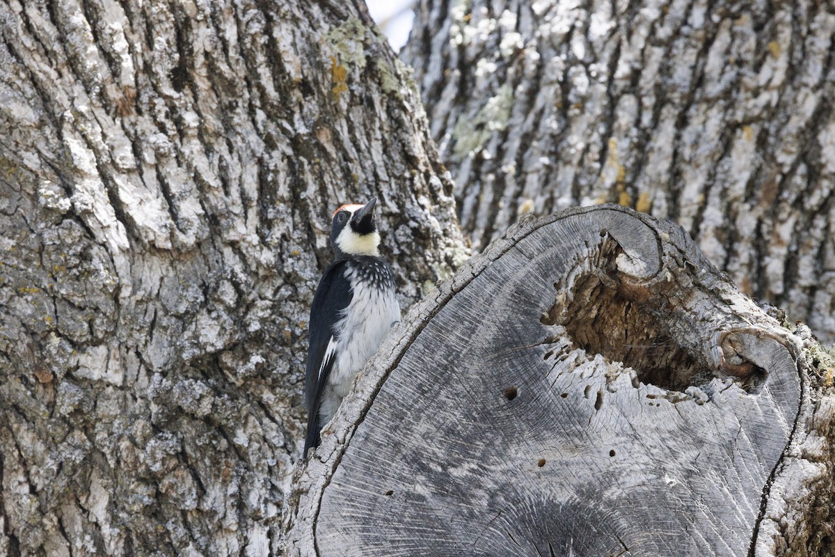 Acorn Woodpecker - ML646489403