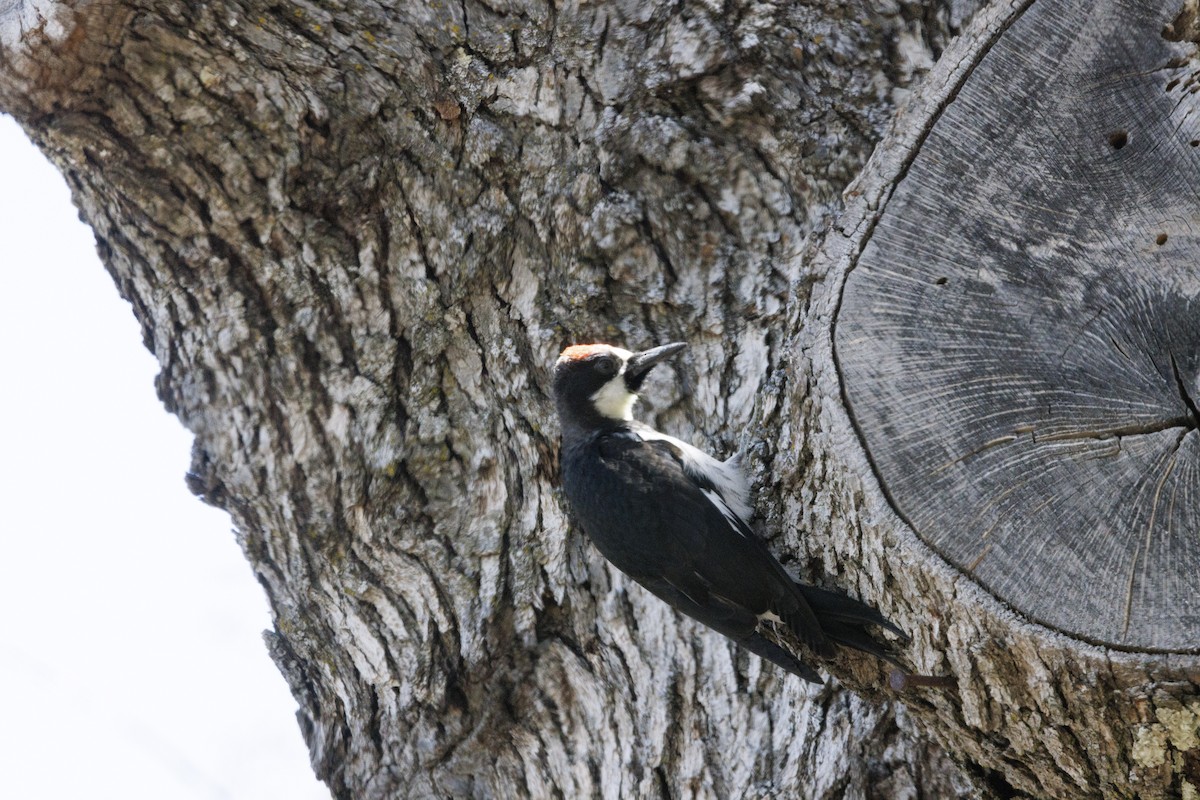 Acorn Woodpecker - ML646489414