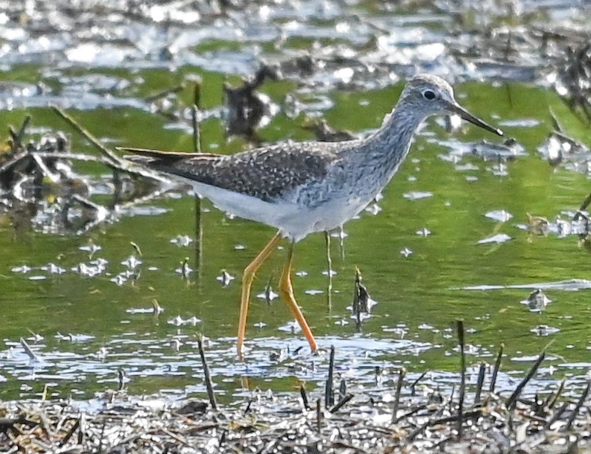 Lesser Yellowlegs - ML646489415