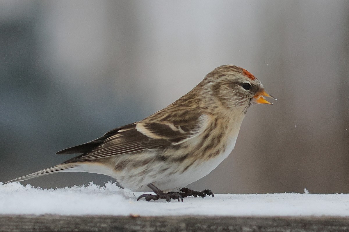 gråsisik - ML646489416