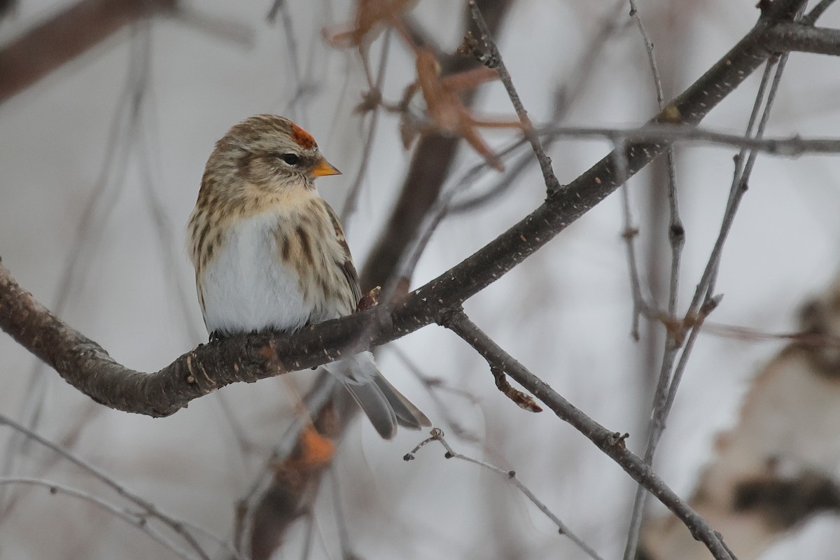 gråsisik - ML646489417