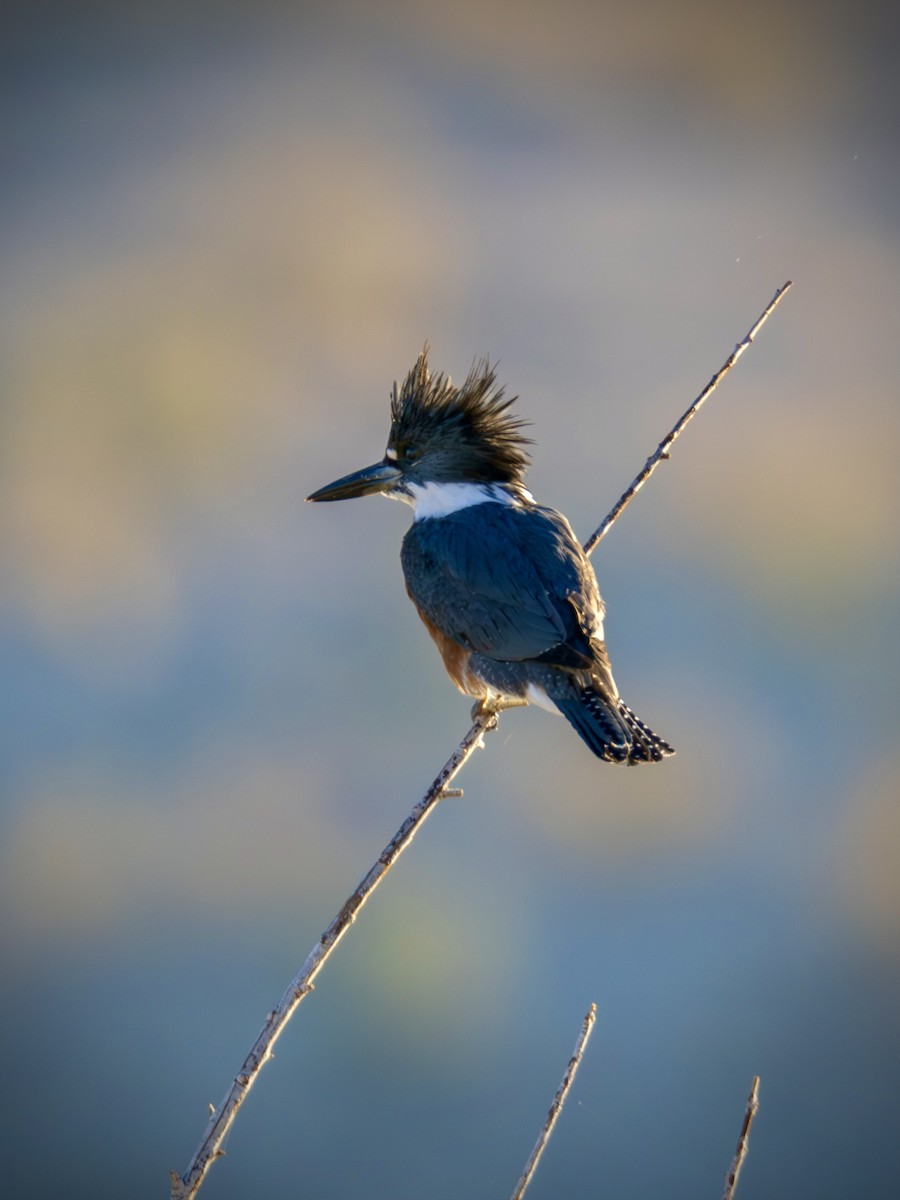 Belted Kingfisher - ML646489419