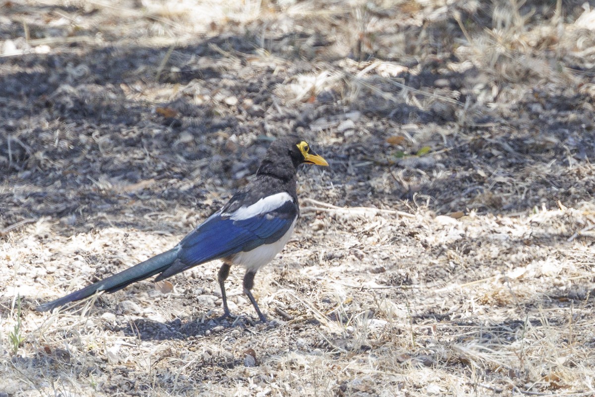 Yellow-billed Magpie - ML646489420