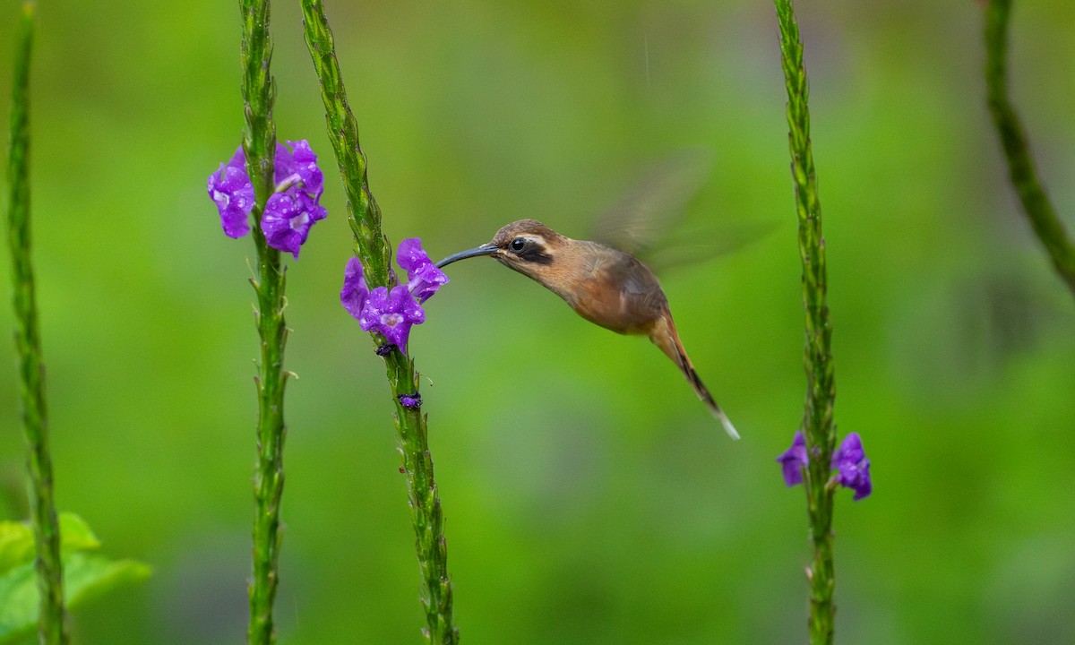Gray-chinned Hermit - ML646489421
