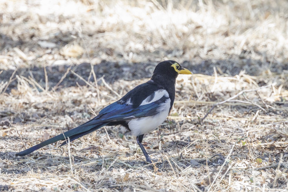 Yellow-billed Magpie - ML646489423
