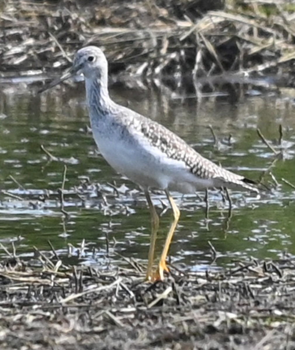 Kuliska hankahori handia - ML646489425