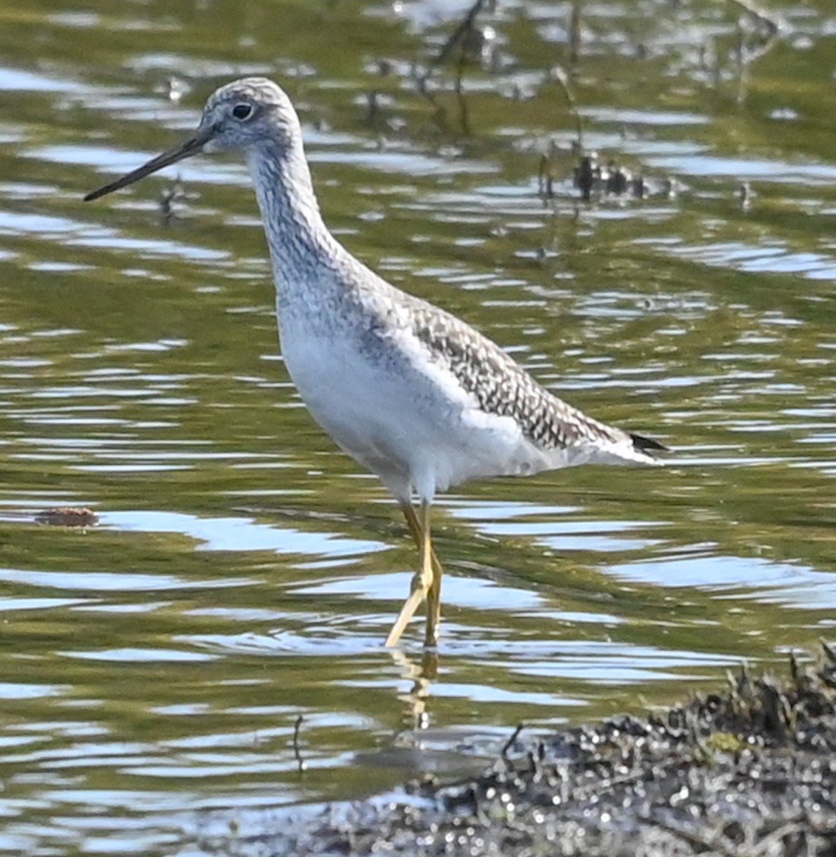 Kuliska hankahori handia - ML646489426