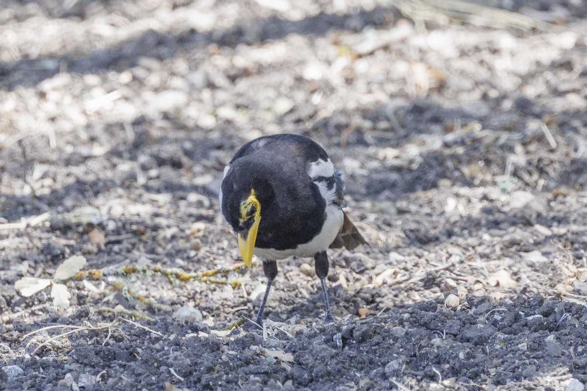 Yellow-billed Magpie - ML646489427