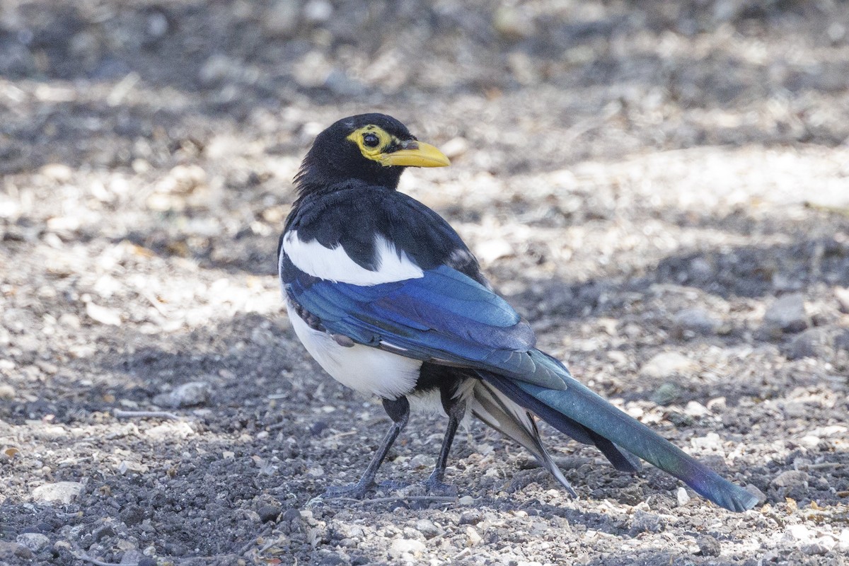 Yellow-billed Magpie - ML646489428
