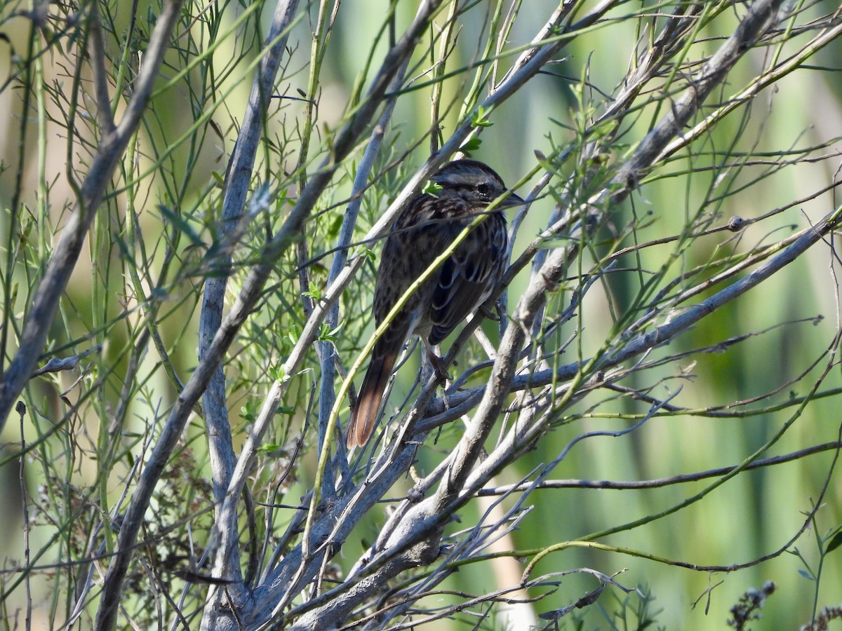 Song Sparrow - ML646489429