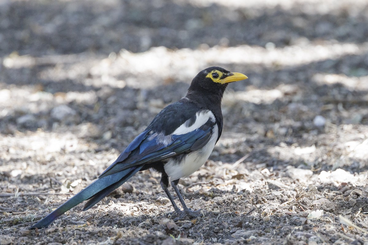 Yellow-billed Magpie - ML646489430