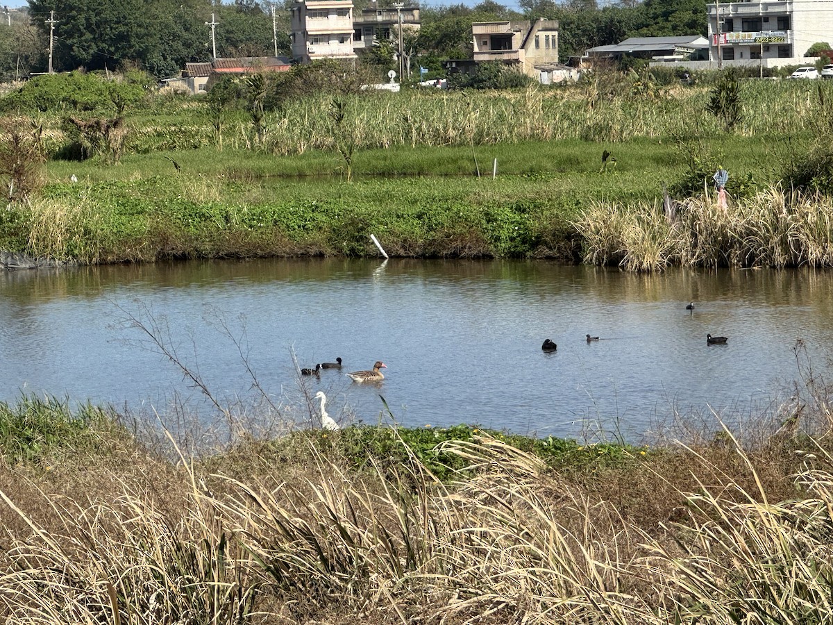 灰雁 - ML646489431