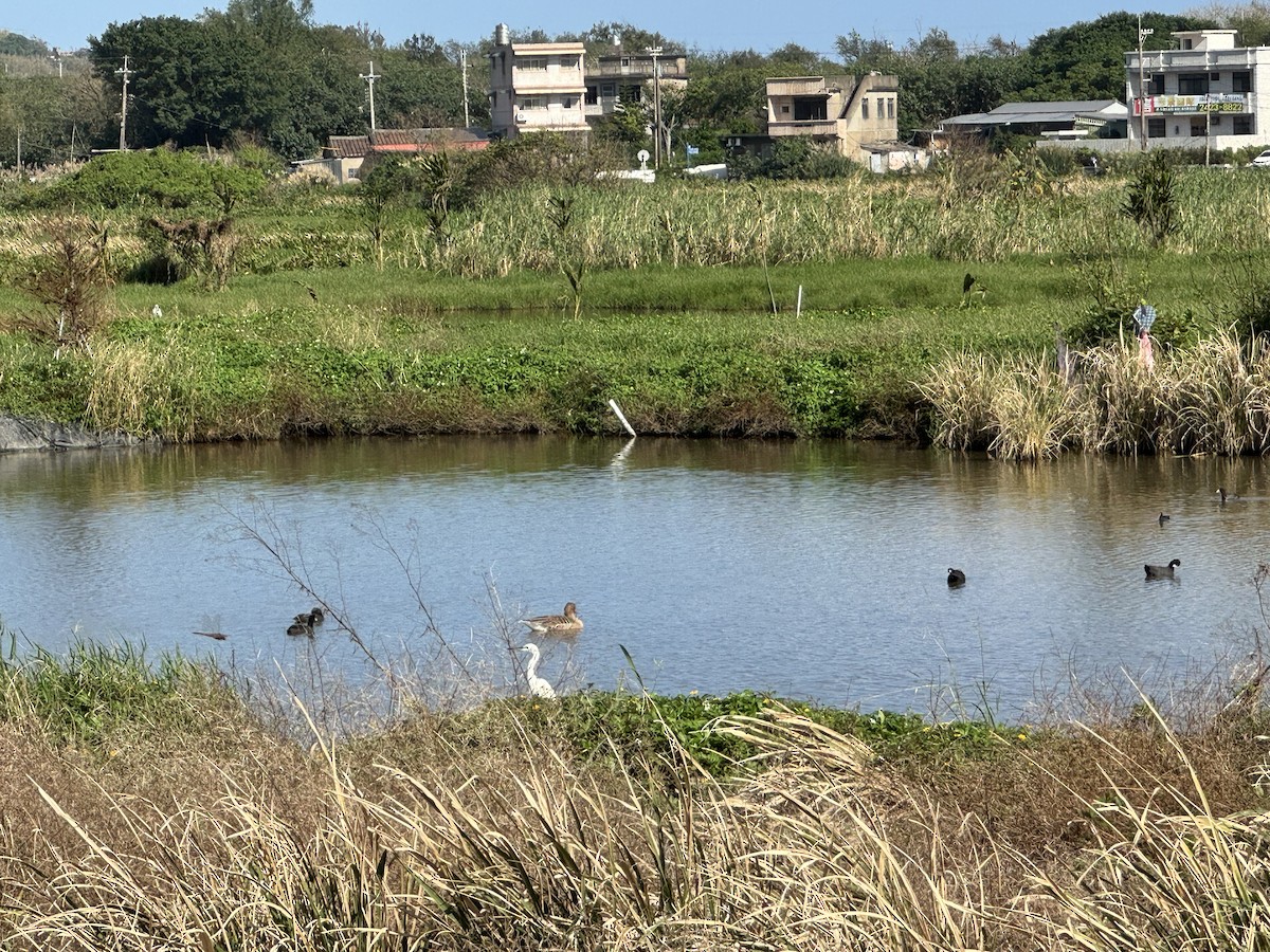 灰雁 - ML646489432