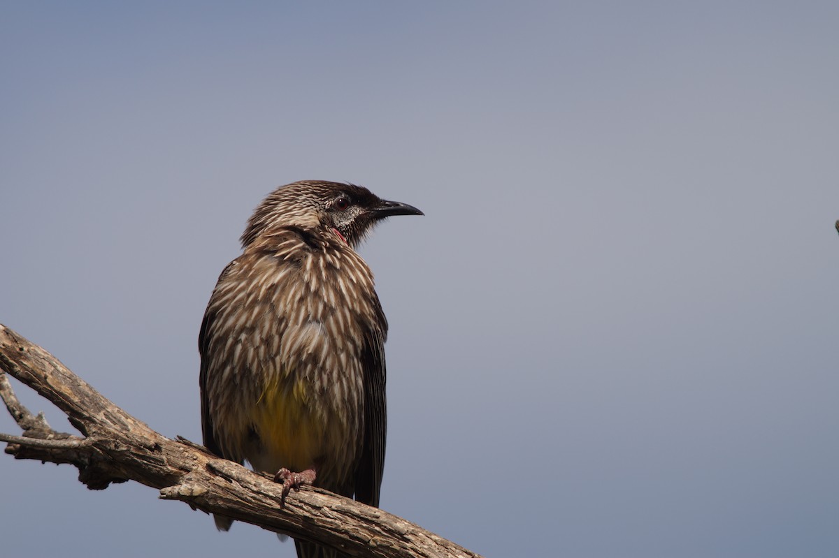 Red Wattlebird - ML646489433