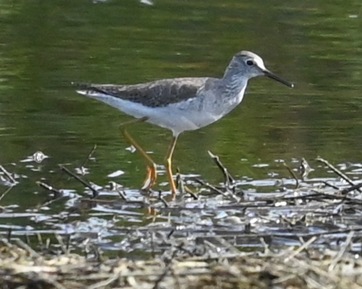 Lesser Yellowlegs - ML646489434