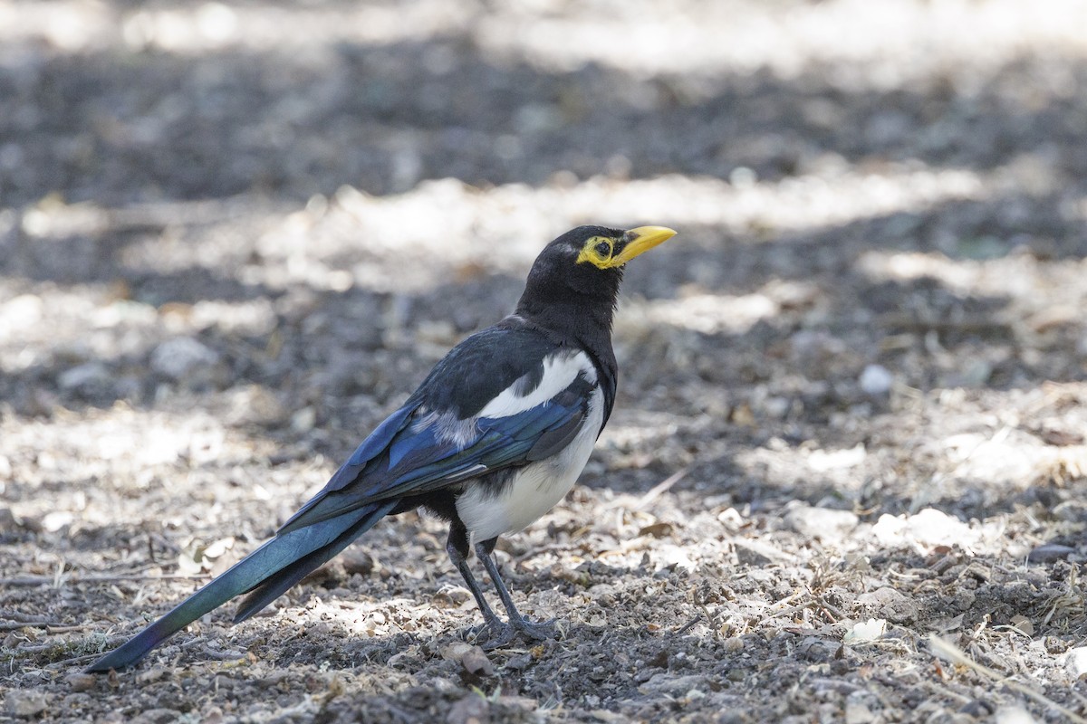 Yellow-billed Magpie - ML646489436
